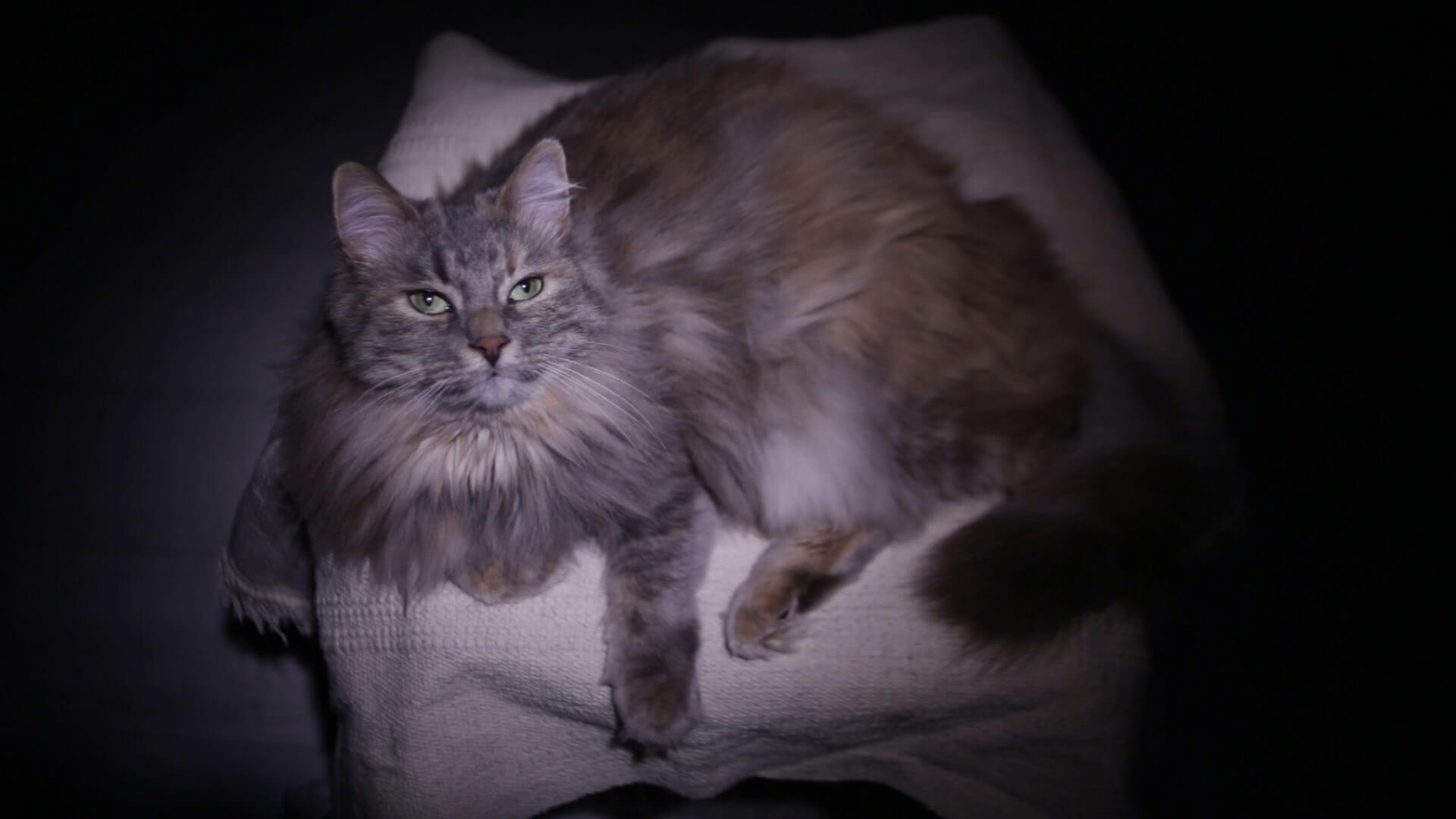 A frame from the movie Mama why are they killing us